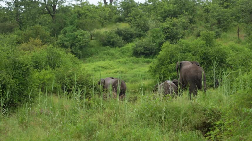 A group of elephants graze and rest together in the wilderness during the day