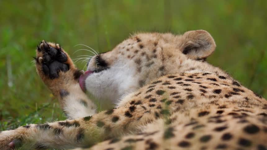 A cheetah lies in the grass licking its paw