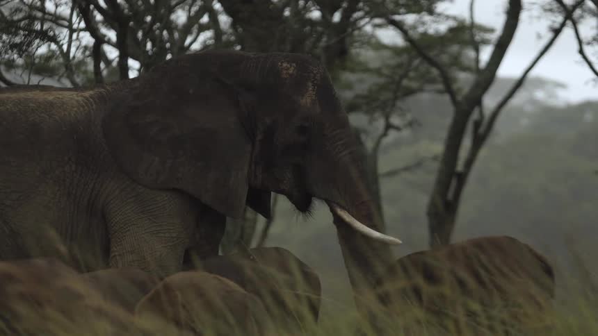 An elephant standing amongst a herd of grazing horned cattle