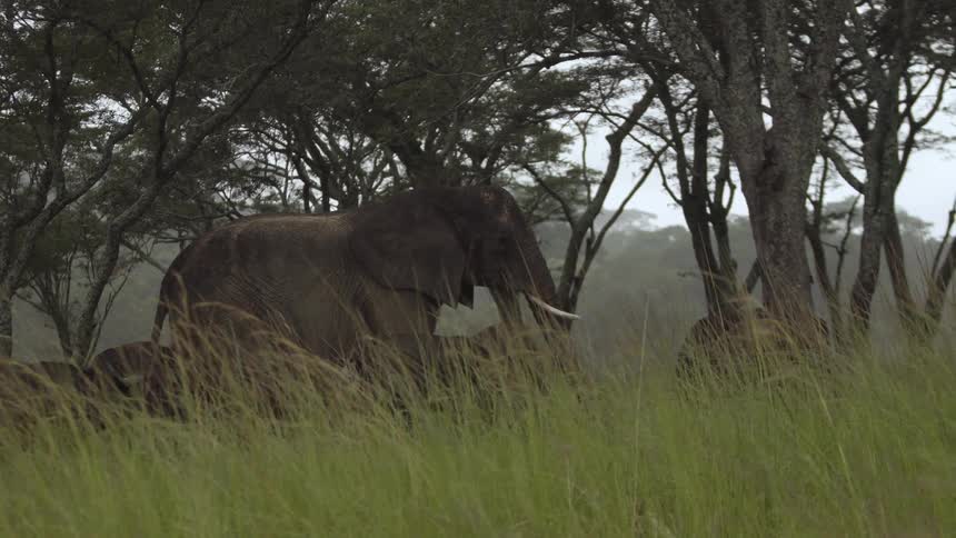 African elephant standing under the trees on the savannah grassland