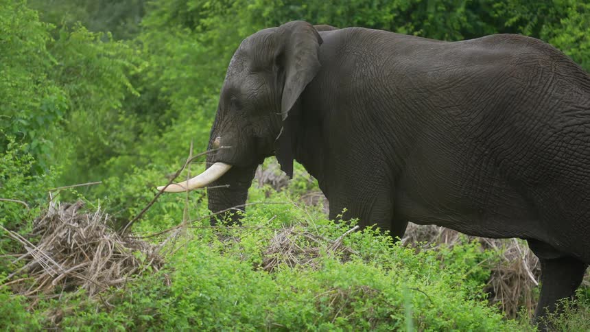Elephant with ivory tusks walks in the jungle
