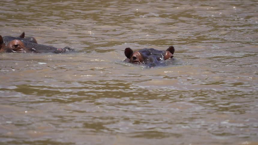 Two hippos submerged up to their eyes and nostrils in a flowing river