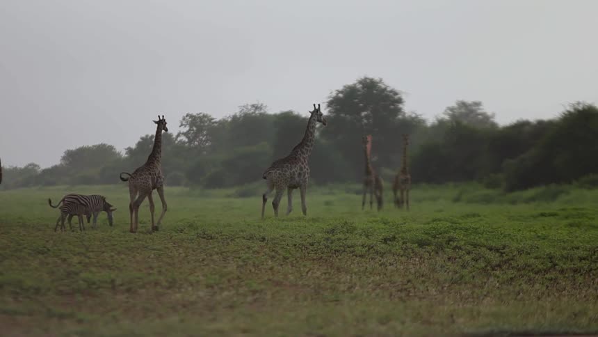 Giraffes are in a field with a zebra and her foal and there are trees in the distance