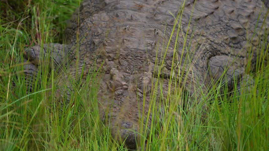 An alligator lying in tall green grass in nature