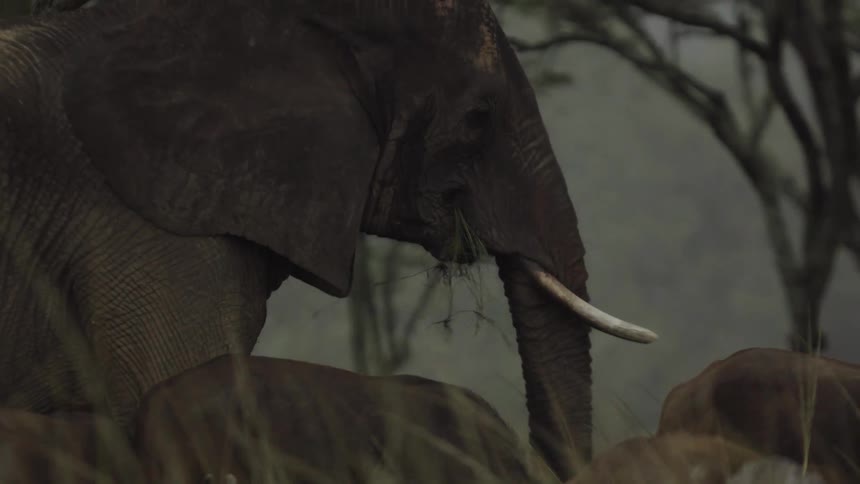 An elephant grazes in a field alongside other animals during the day