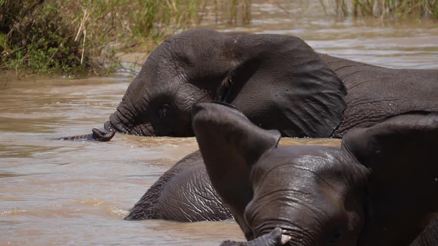 A herd of elephants cool off in an African watering hole