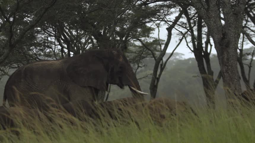 African elephant standing under the trees on the savannah grassland