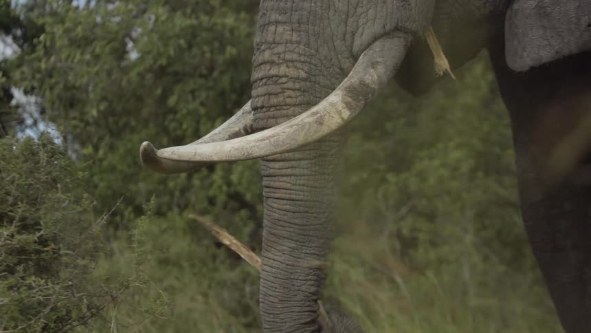 Close up of an elephant feeding pieces of bark with its trunk in the savanna