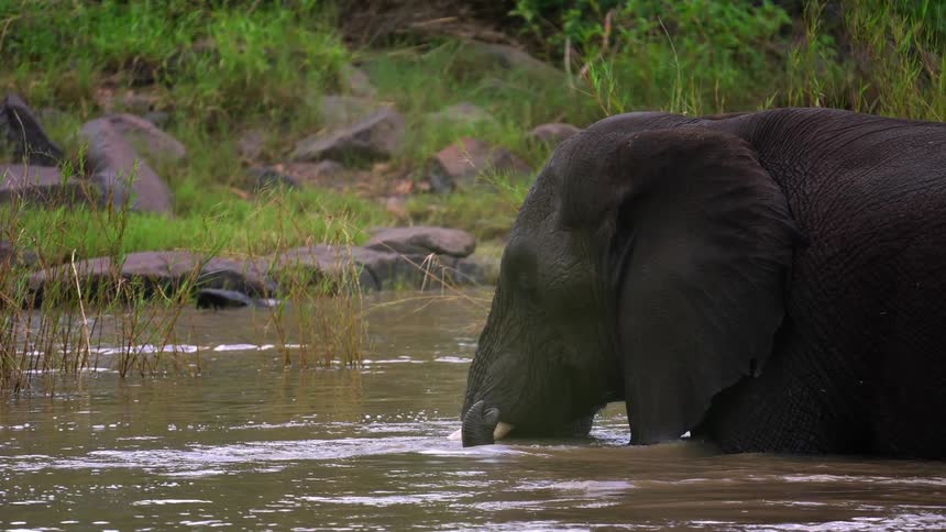 An elephant is wading in a swamp and moving its trunk in the water