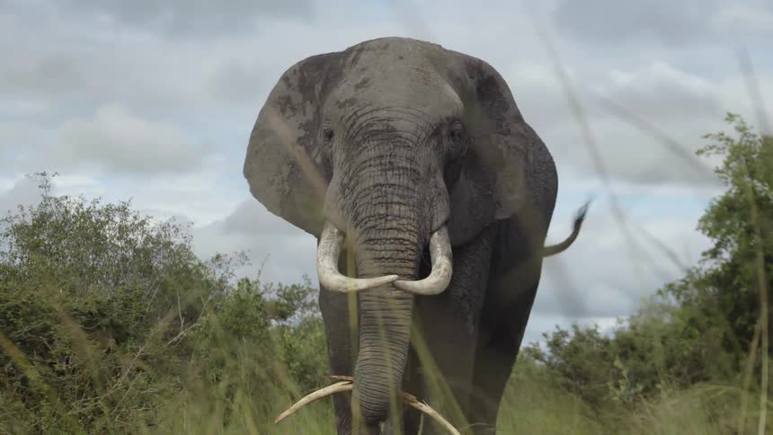 African elephant standing over the green savannah grass holding a branch with its trunk