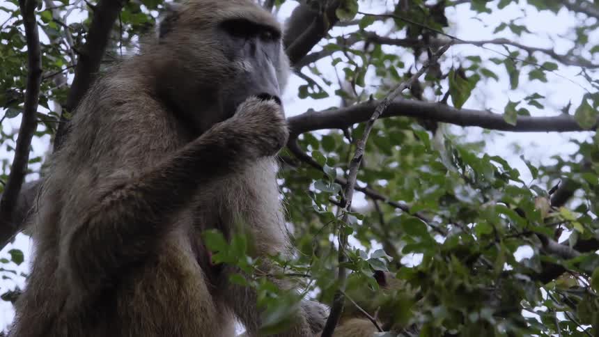A monkey sits in a tree and picks leaves off branches and eats them