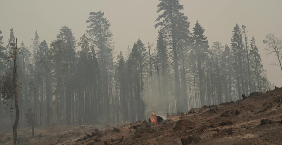 Smoke billow out from one last burn spot in a forest fire