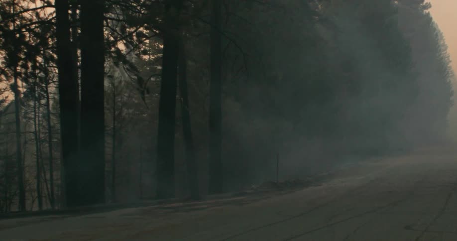 A road through a forest shrouded in smoke in the evening