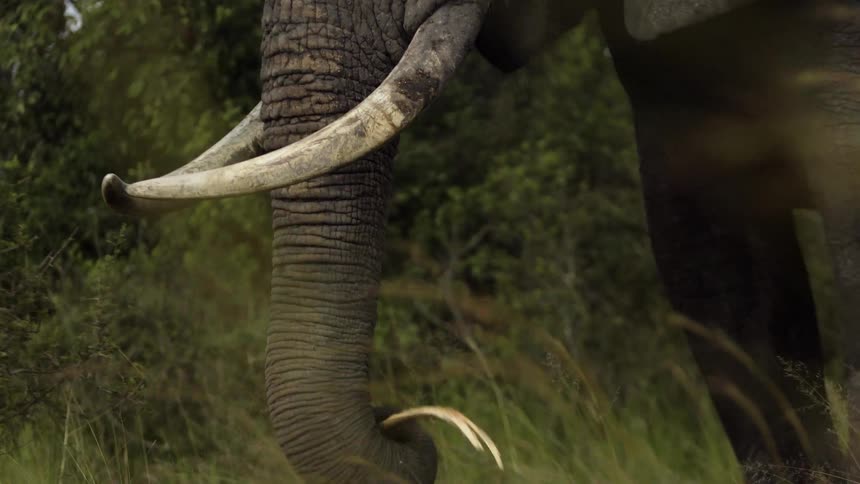 An elephant grazing on grass in nature