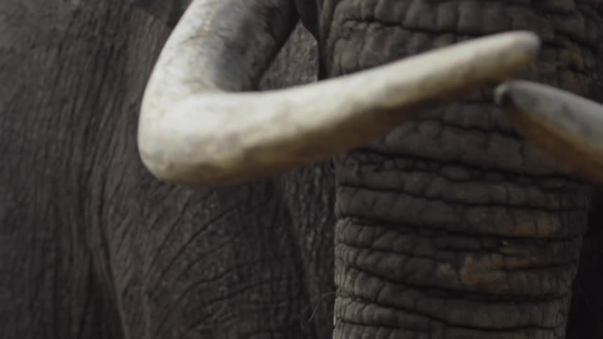 An elephant flaps its ear then turns its head with large tusks