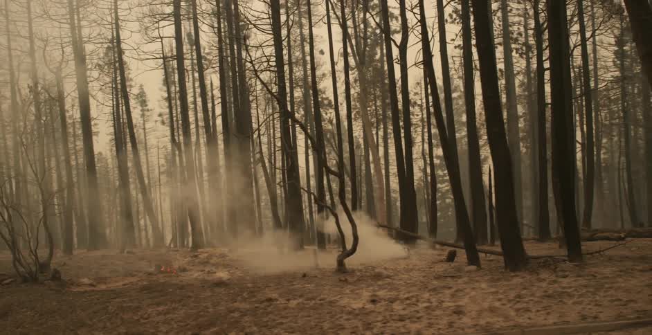 White smoke rising from the ground on a forest near a rural road