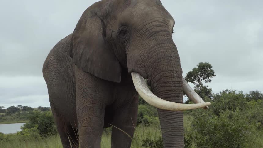 An elephant with tusks standing in the grass with a river behind on a cloudy day