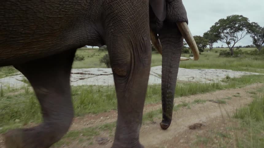 Tracking alongside an African Elephant walking in the Savannah