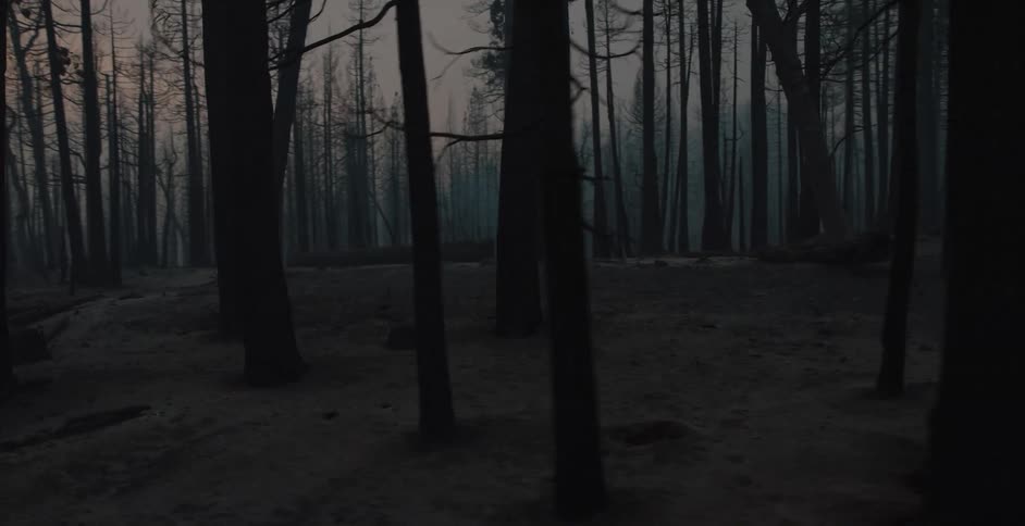 Fog obscures forest trees under a red sky