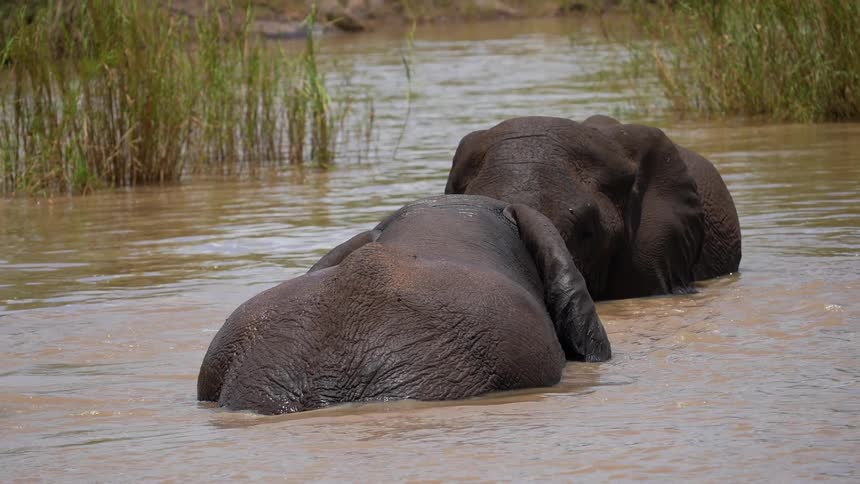 African elephant cools off in a watering hole surrounded by hippos