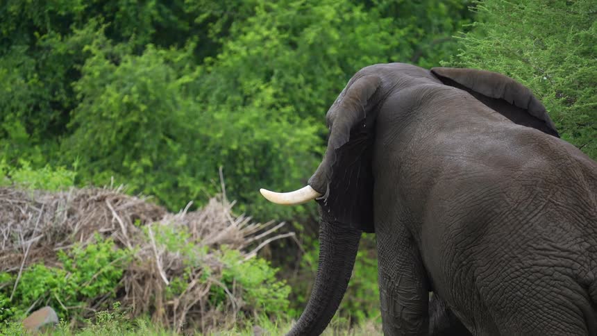 An elephant with tusks walks up a slight slope toward the brush