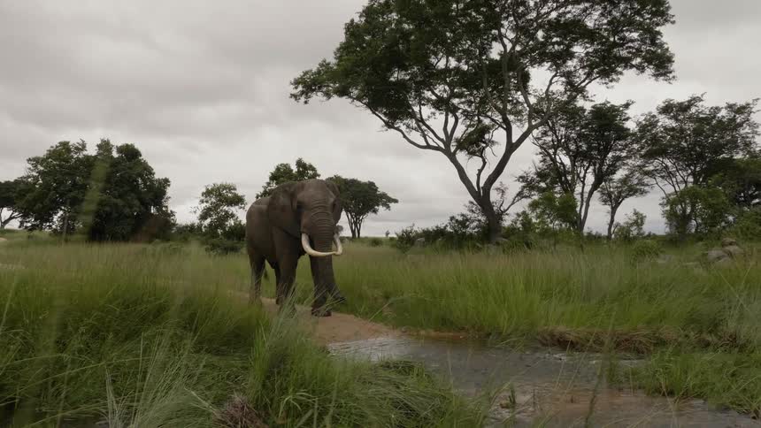 An elephant swings its trunk in African grasslands