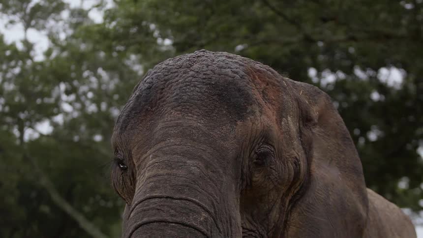 An elephant is outside near trees as it moves its trunk and shows a broken tusk