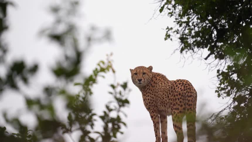 A cheetah standing on a rock ridge with head turned to look back