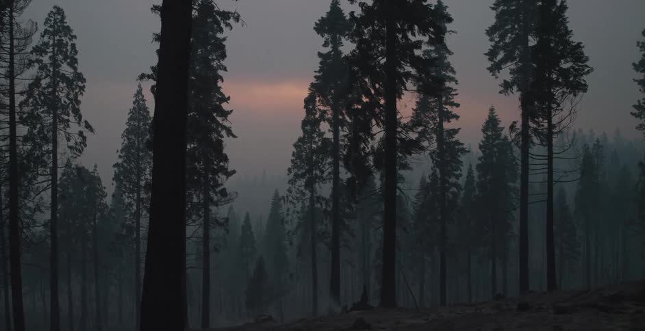 Smoke fills the air among a forest of trees