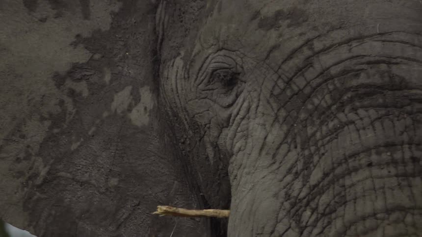 An elephant chewing on vegetation in nature