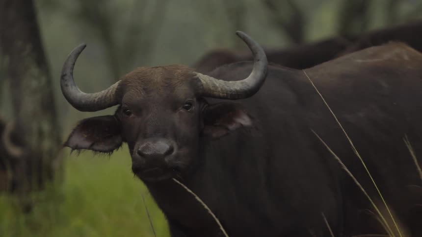 Several water buffalo walking in a field with trees