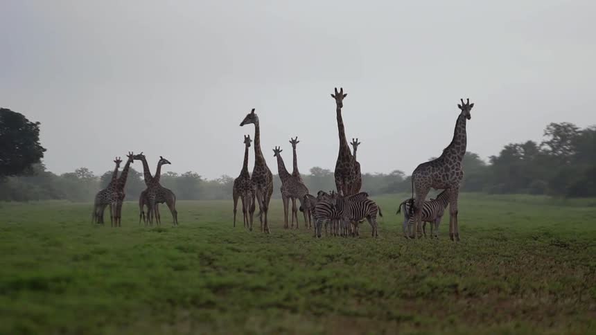 A group of giraffes and zebra stand together in a field on a cloudy evening