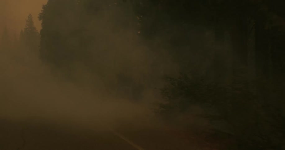 A road running through a woodland is obscured by smoke billowing from the surrounding trees