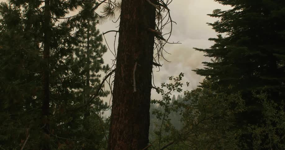 Forest trees contrast with overcast sky and mist covered trees in the background