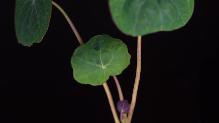 A plant with large green leaves grows in a dark room