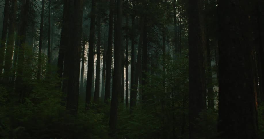 Fog near the trees in the forest