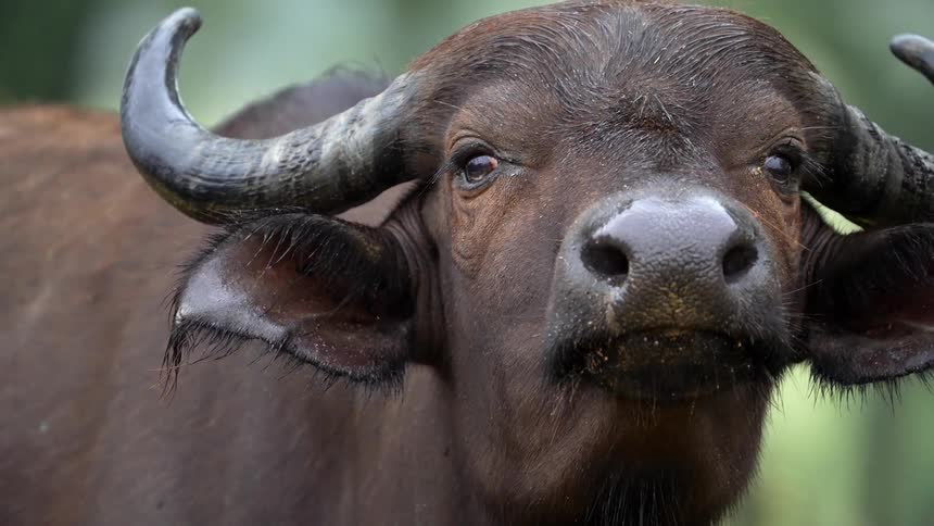Close up of the head and horns of an african buffalo looking at the camera