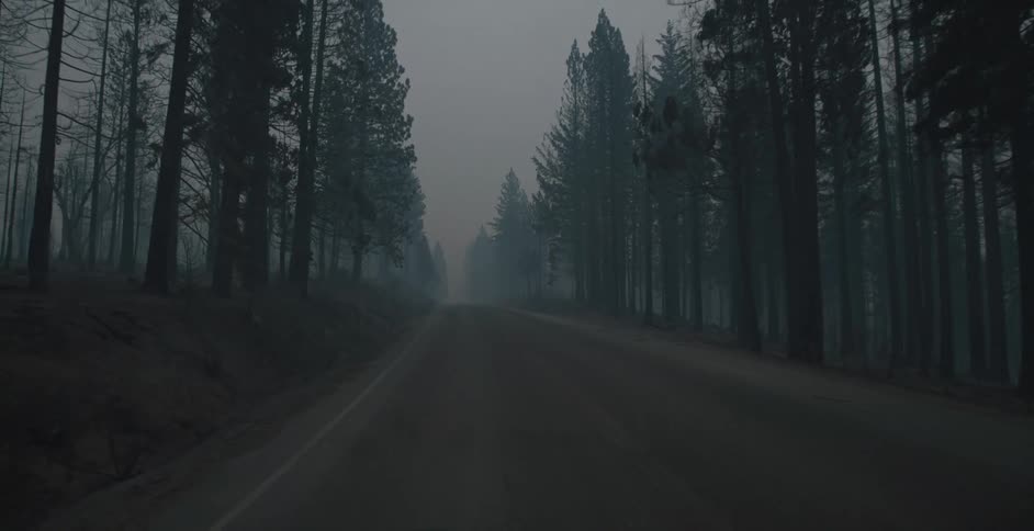 A foggy road is lined with trees as it gets darker outside