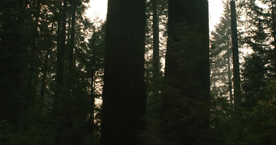 The sun shines through a forest of trees on a slope