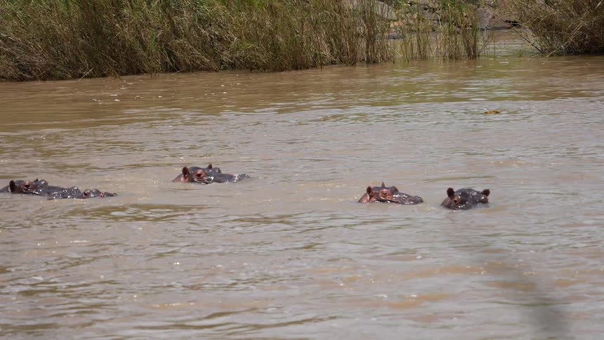 A herd of hippos in a flowing river with heads above water some submerging with a splash