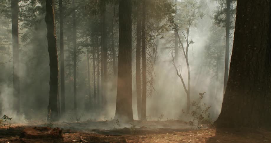 Misty fog comes up from the forest floor through the trees of different thickness