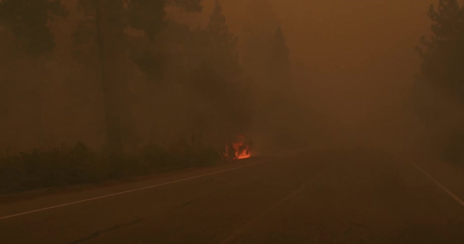 Bushes are on fire on the ground next to the paved road in the forest of tall trees