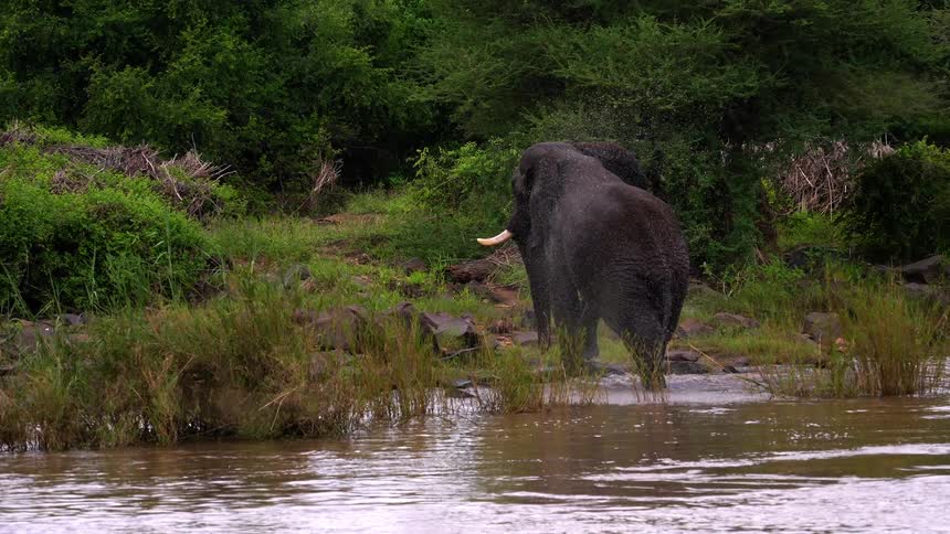Elephants stands at the edge of the river and uses its trunk to splash itself with water