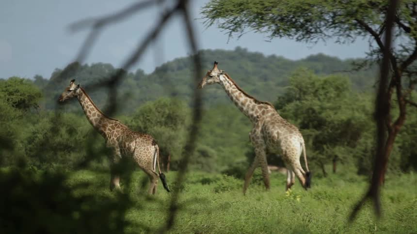 Two giraffes walking across a savanna