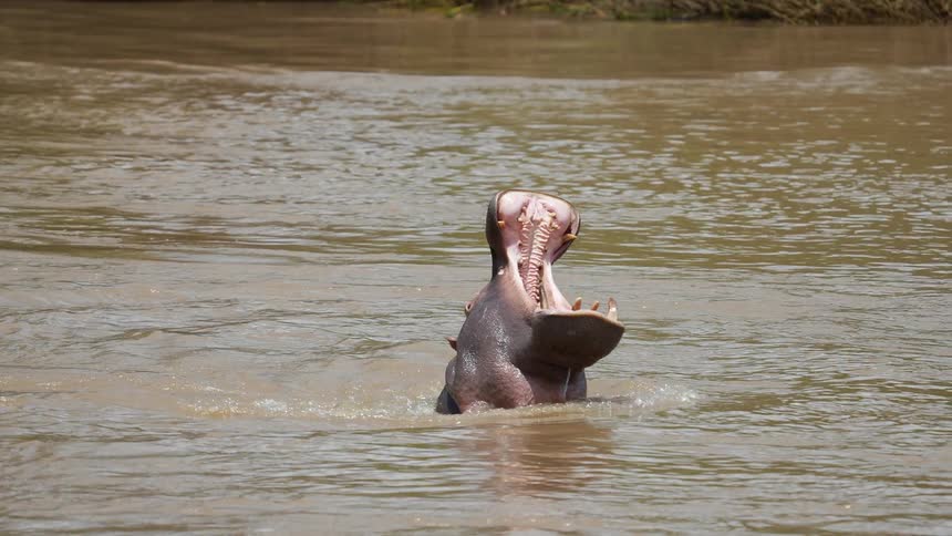 Hippopotamus swimming in middle of fiver yawns widely before continuing its swim
