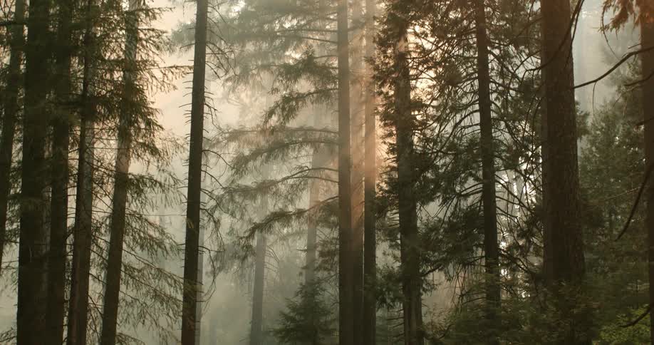 Sunlight cuts through the smoke left after a wildfire in the forest