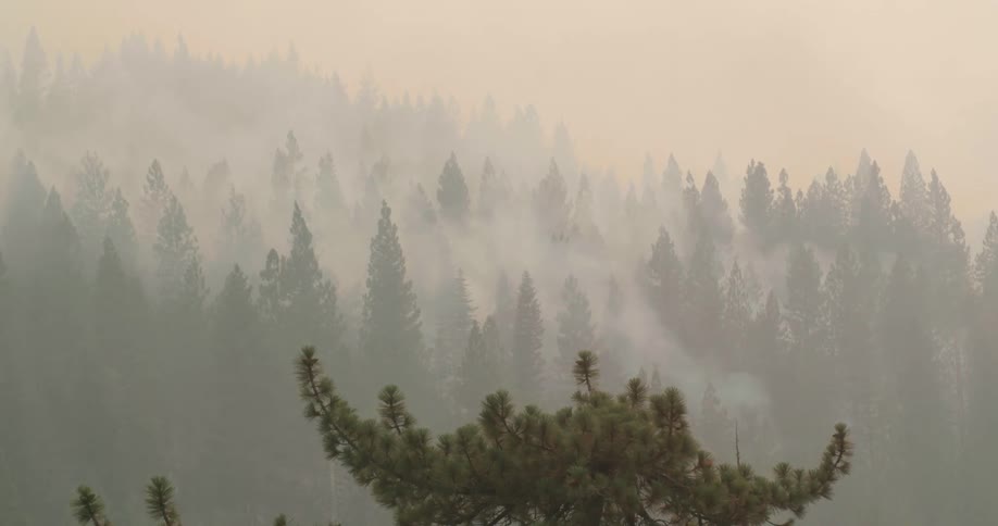 A dense forest shrouded in thick fog during the day