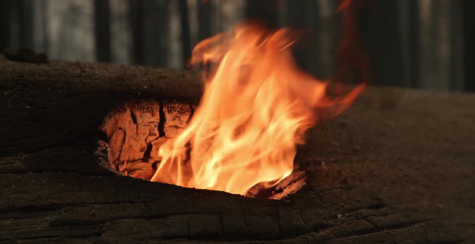 Fire coming out of a hole on the side of a felled tree in the forest