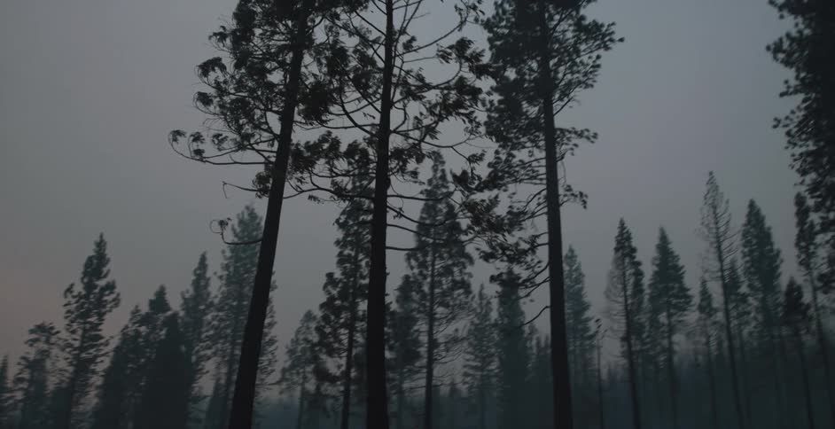 Tall forest trees on a foggy evening