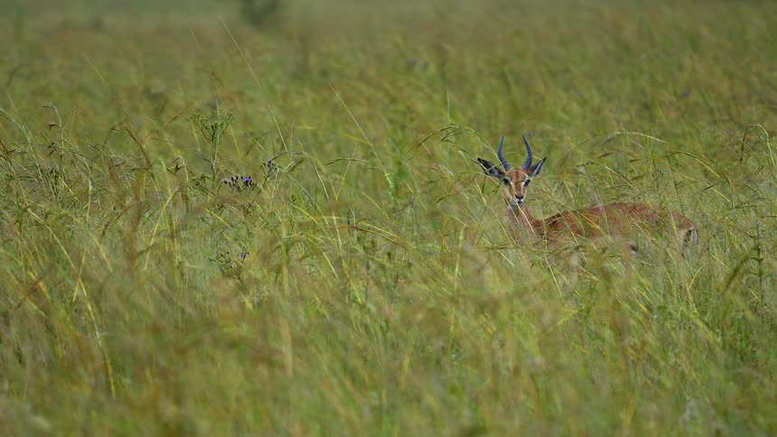 Horned herbivore stands in field of tall grasses and looks around